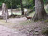 Tikal 074.jpg (936924 bytes)
