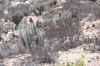 CopiapoToSantiago 124.jpg (849702 bytes)